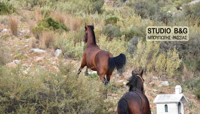 Παραλίγο ατύχημα με άλογα κατά τη διάρκεια Λιτανείας (ΦΩΤΟ – ΒΙΝΤΕΟ)